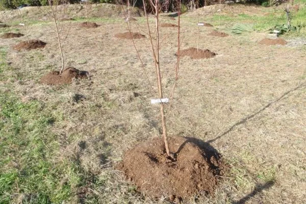 выращивание яблони Малинка