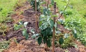 выращивание яблони Малюха