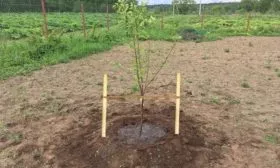 выращивание яблони Марс