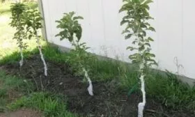 выращивание яблони Президент