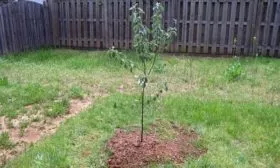 выращивание яблони Слава победителям