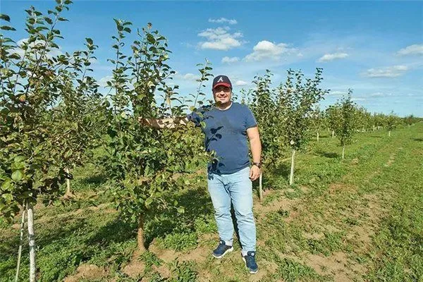 выращивание яблони сорта Лобо