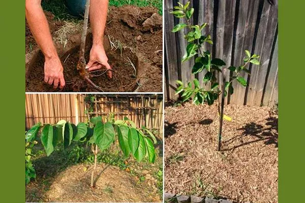 Высадка саженца Хурма Шарон