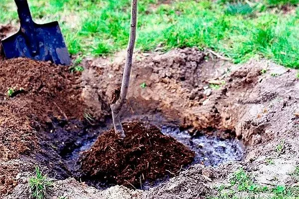 Высадка саженца ранетки