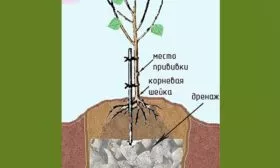 Высадка саженца яблоня Белорусское сладкое