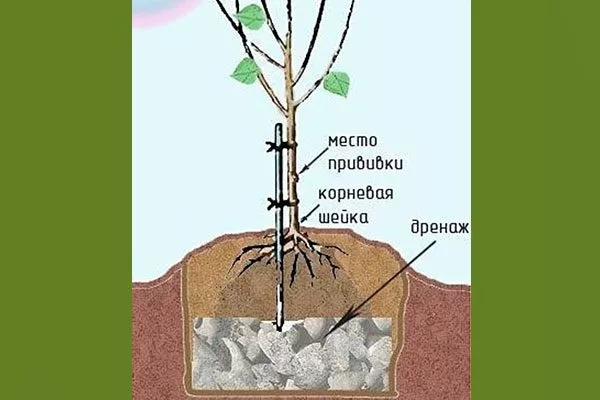 Высадка саженца яблоня Белорусское сладкое