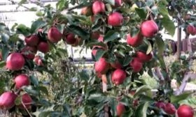 Высота и внешний вид яблони Моди2