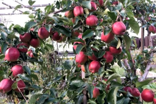 Высота и внешний вид яблони Моди2