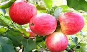 яблоки Аркадик