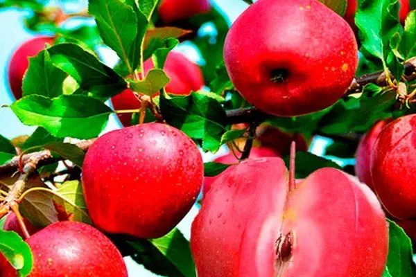 яблоки Джеромини