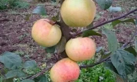 яблоки Имрус