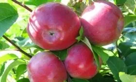 яблоки Лобо