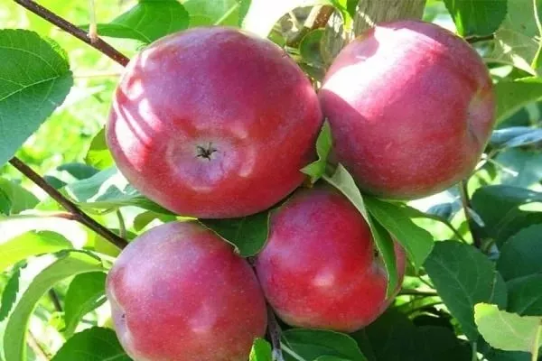 яблоки Лобо