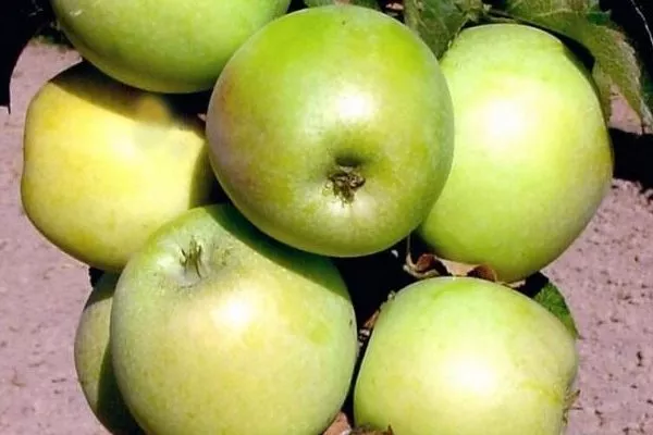 яблоки Малюха