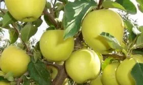 яблоки Медок