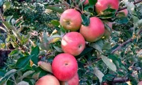 яблоки на ветке