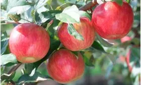 яблоки на ветке яблони Пепин шафранный17