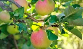 яблоки на ветке яблони Синап Орловский14
