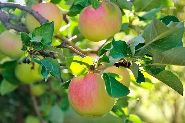 яблоки на ветке яблони Синап Орловский14