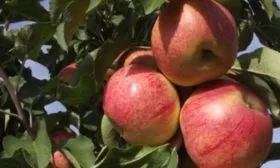 яблоки Останкино