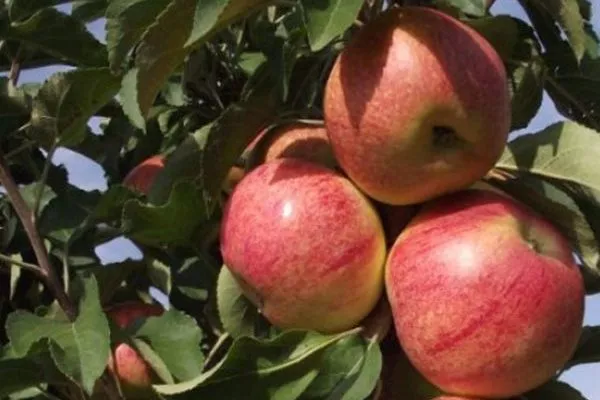 яблоки Останкино