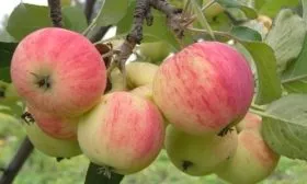 яблоки Пепин шафранный