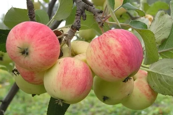 яблоки Пепин шафранный