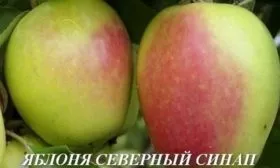 яблоки Синап северный