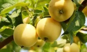 яблоки сорта Медок