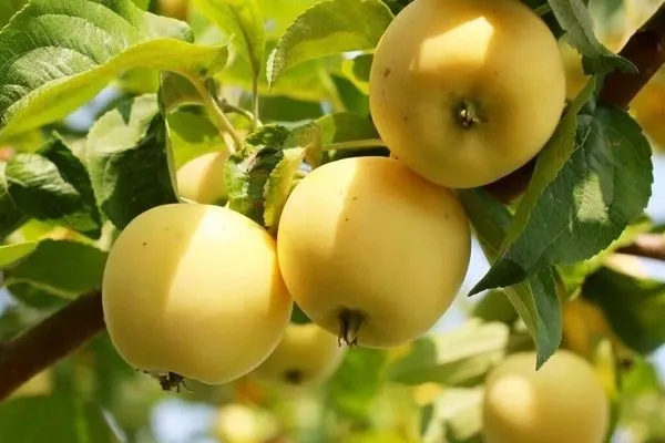 яблоки сорта Медок