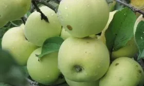 яблоки сорта Народное