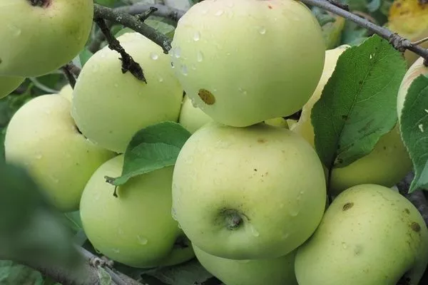 яблоки сорта Народное