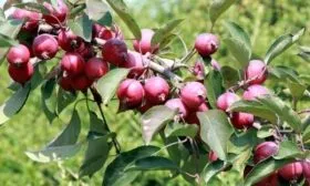 яблоки сорта Ола