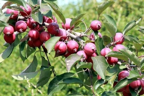 яблоки сорта Ола