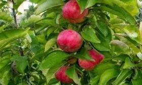 яблоки сорта Останкино