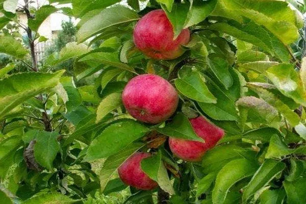 яблоки сорта Останкино