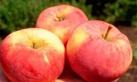 яблоки яблони Орловим14