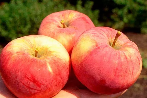 яблоки яблони Орловим14