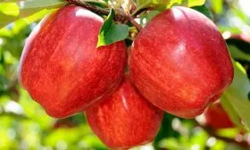 Яблоки Яблоня Гала29