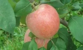 яблоко Аркадик