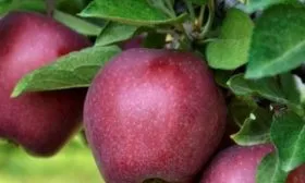 яблоко Джеромини