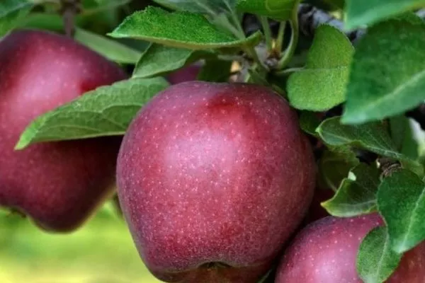 яблоко Джеромини