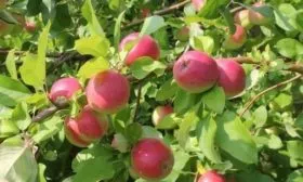 яблоко Малинка