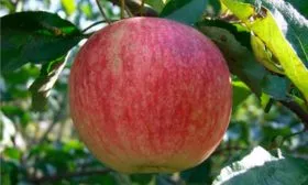 Яблоко яблонb Орловское полосатое18