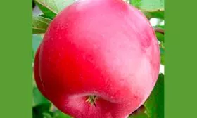 яблоко яблони Айдаред11