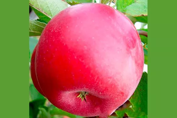 яблоко яблони Айдаред11