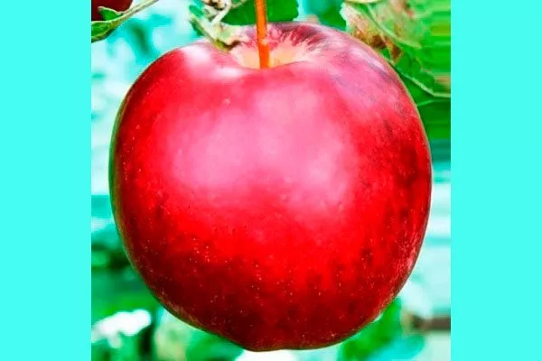 яблоко яблони Моди11