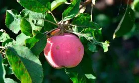 яблоко яблони Розовый Налив17