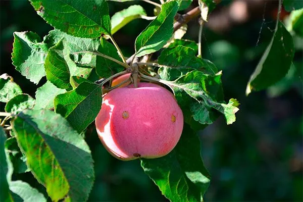 яблоко яблони Розовый Налив17