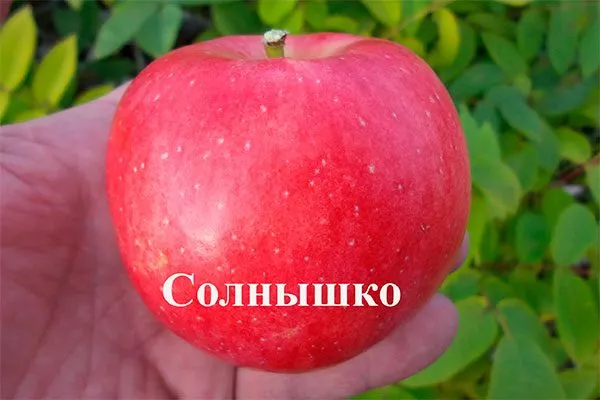 яблоко яблони Солнышко22